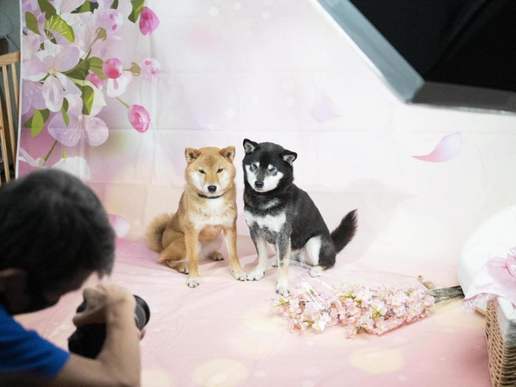 Izumigo Lake Hamanako Dog Paradise Hotel Хамамацу Екстериор снимка