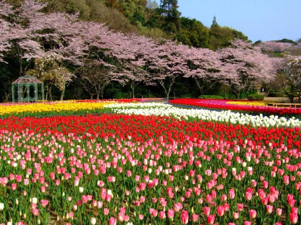 Izumigo Lake Hamanako Dog Paradise Hotel Хамамацу Екстериор снимка